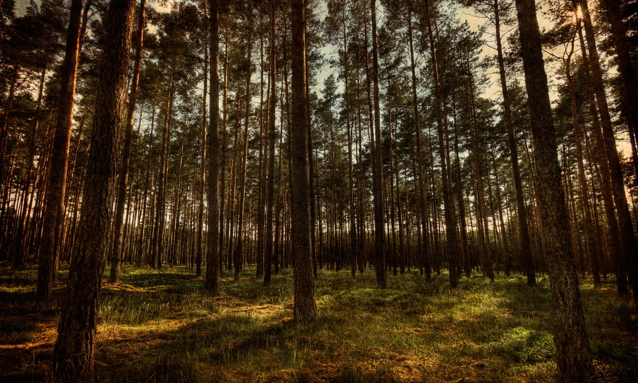 природа, лес, hdr, деревья