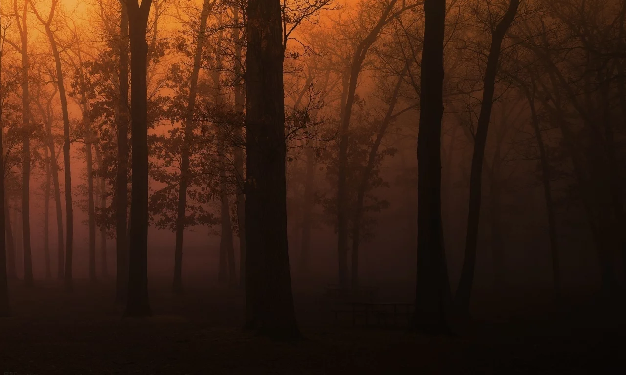 tree, park, темно туман, wood, лес, парк, скамейки, деревья, пейзаж, fog, природа