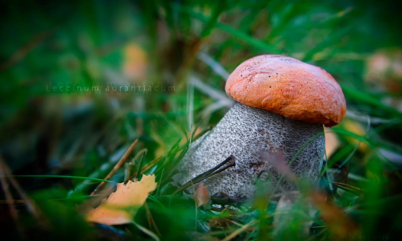 подосиновик красный, leccinum aurantiacum, гриб