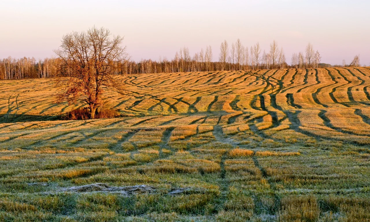 поле, осень, утро