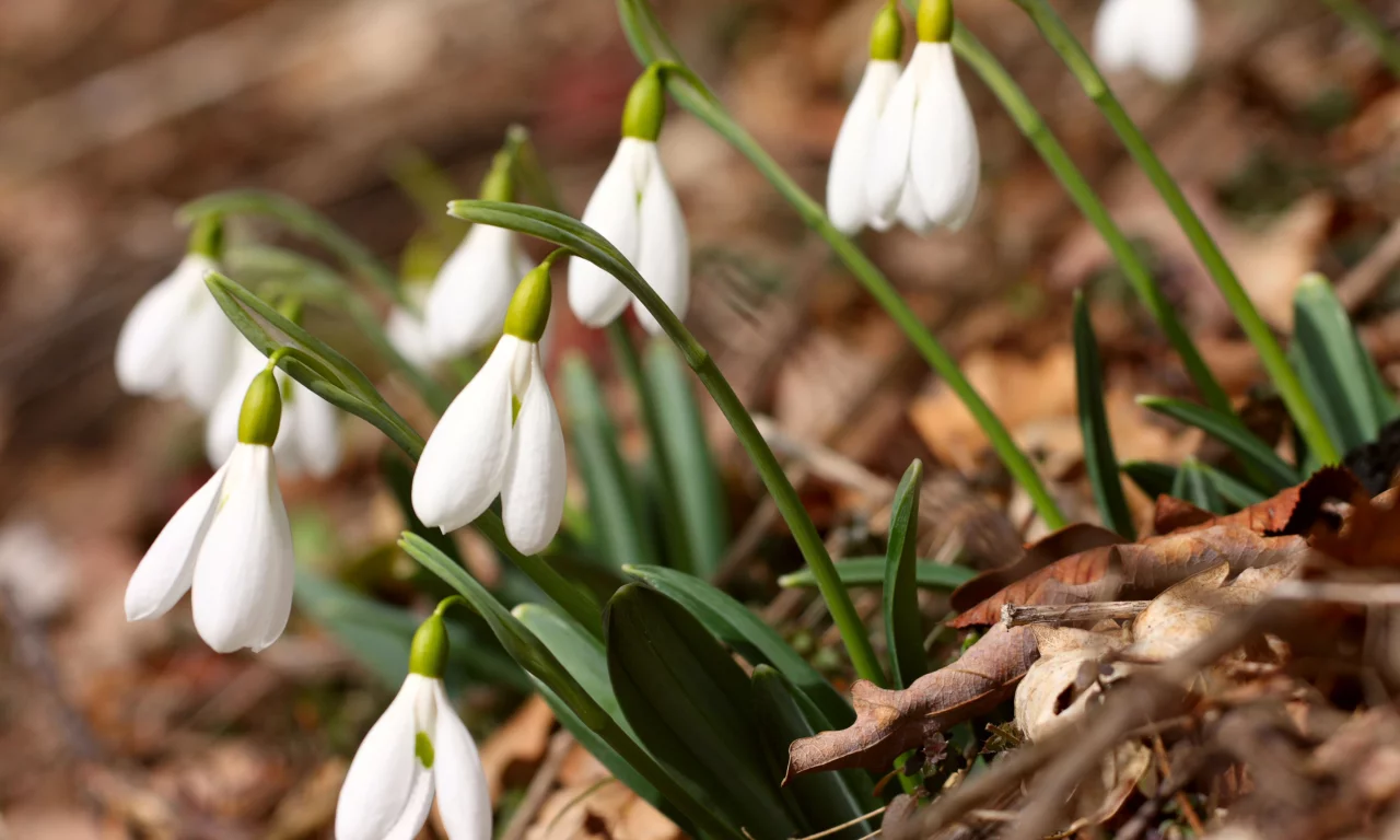 crocus vernus, крокусы, spring flowers, белые