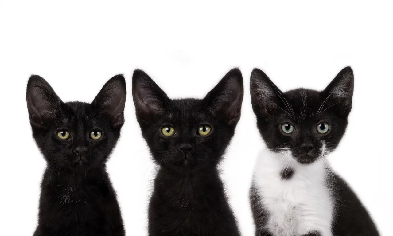 смотрят, котята, коты, черный, cats, усы
