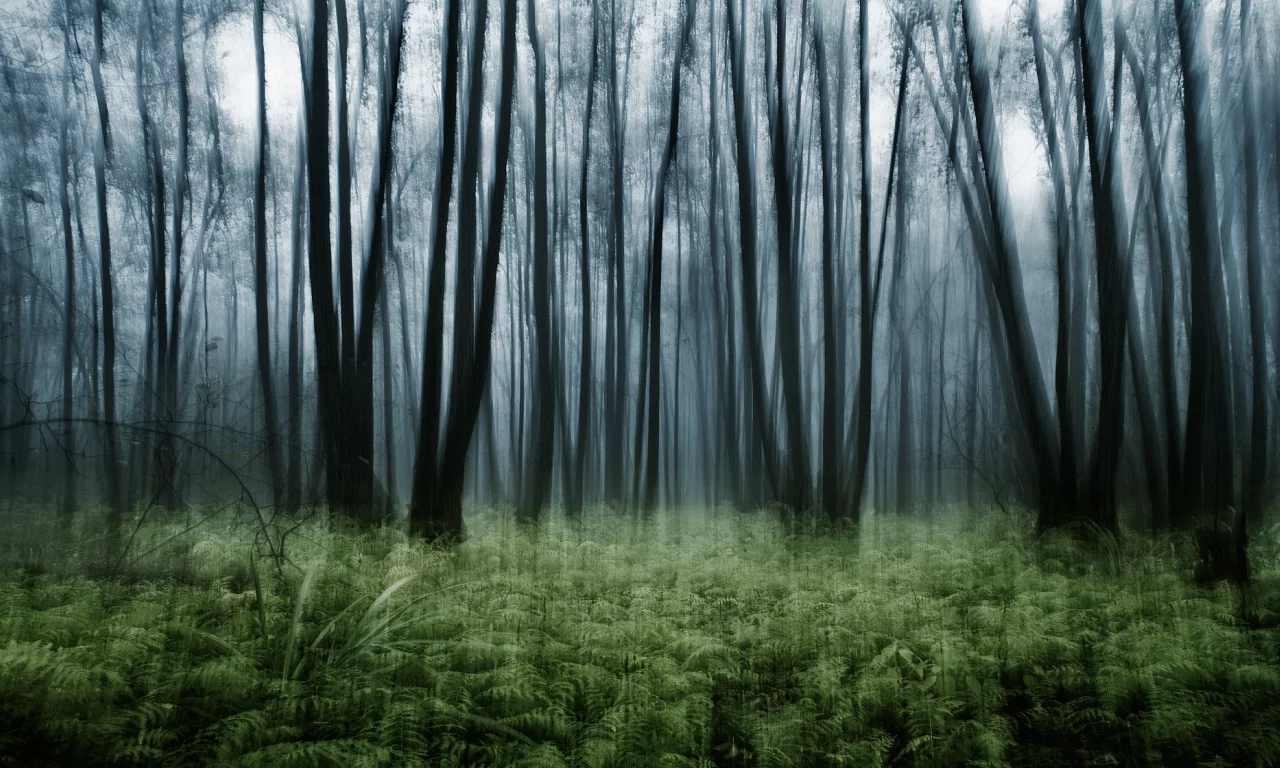 эффект, nature, лес, папоротник, заросли, природа, деревья