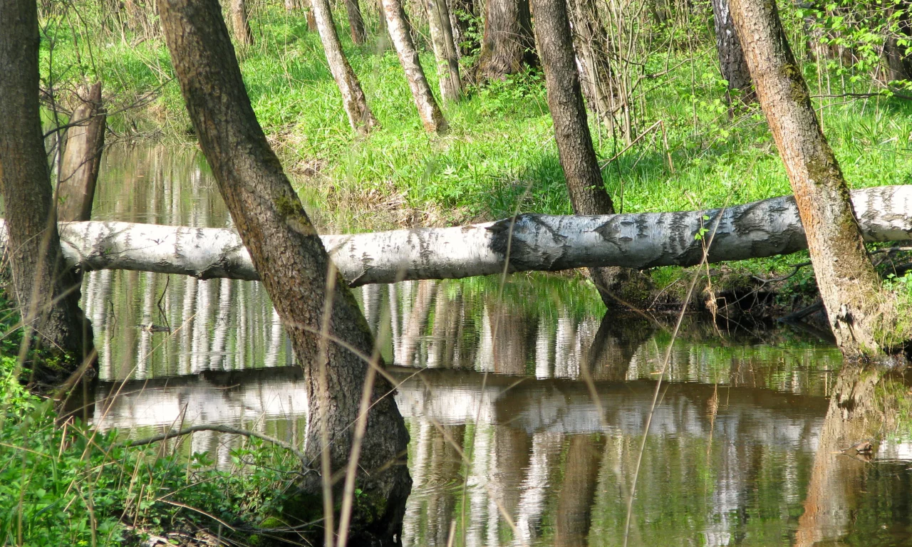 природа, красота, река