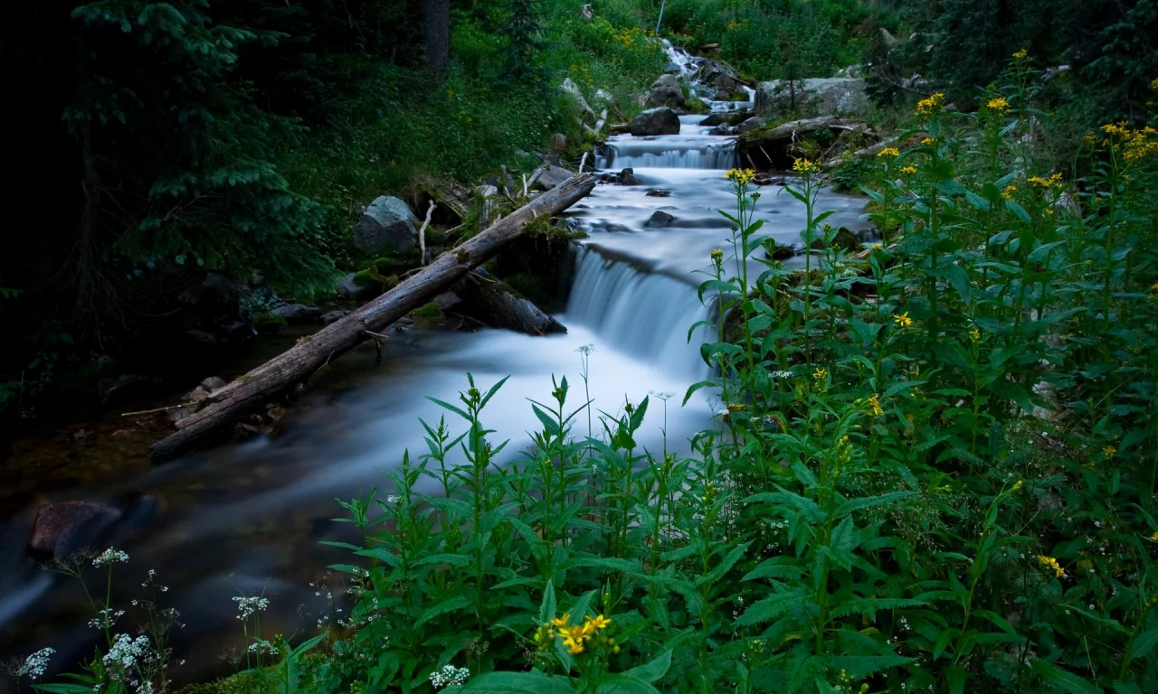 растения, трава, зелень, природа, дерево, ручей, вода, ель, лес, поток