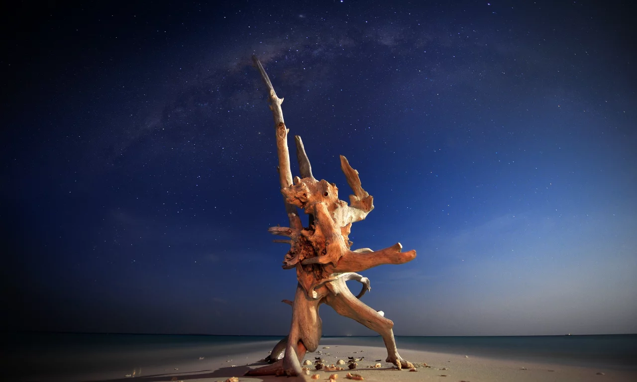 океан, природа, дерево, вода, фото, море, creature of the night, ночь
