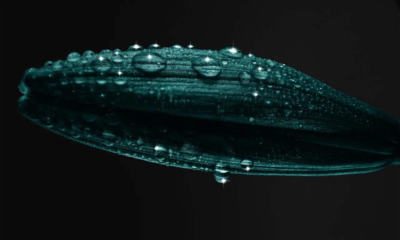 растение, 2560x1600, лепестки, petals, капли, plant, water drops, macro, вода, макро