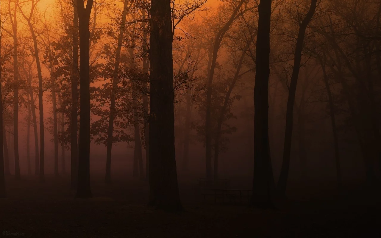 tree, park, темно туман, wood, лес, парк, скамейки, деревья, пейзаж, fog, природа