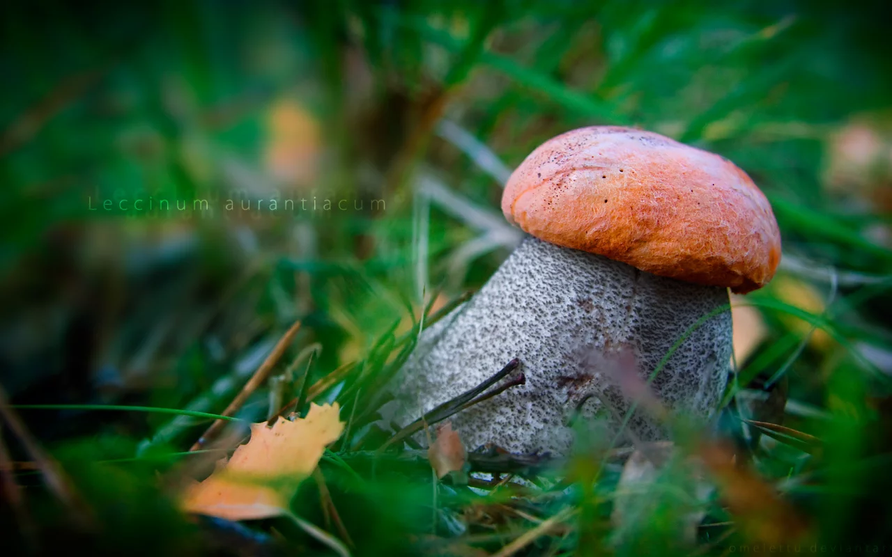 подосиновик красный, leccinum aurantiacum, гриб