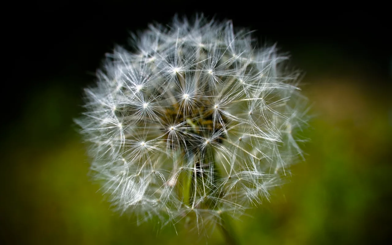одуванчик, супер макро, dandelion