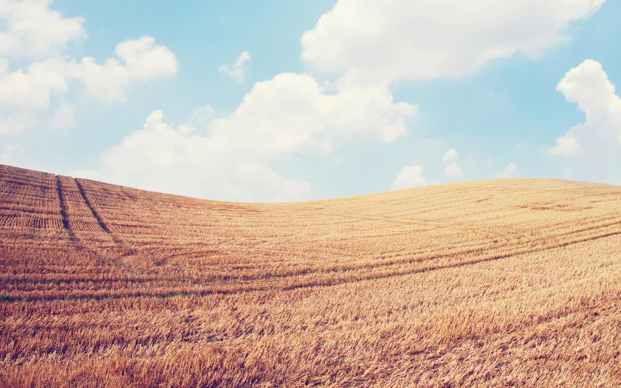 пейзаж, колосья, небо, spikes, природа, sky, nature, поле, облака, clouds, landscape, wheat, field, 2560x1600, пшеница