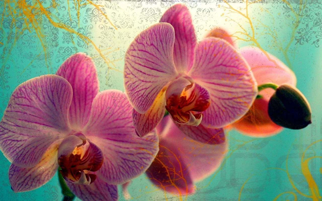 цветок, цветы, flowers, макро, бутон