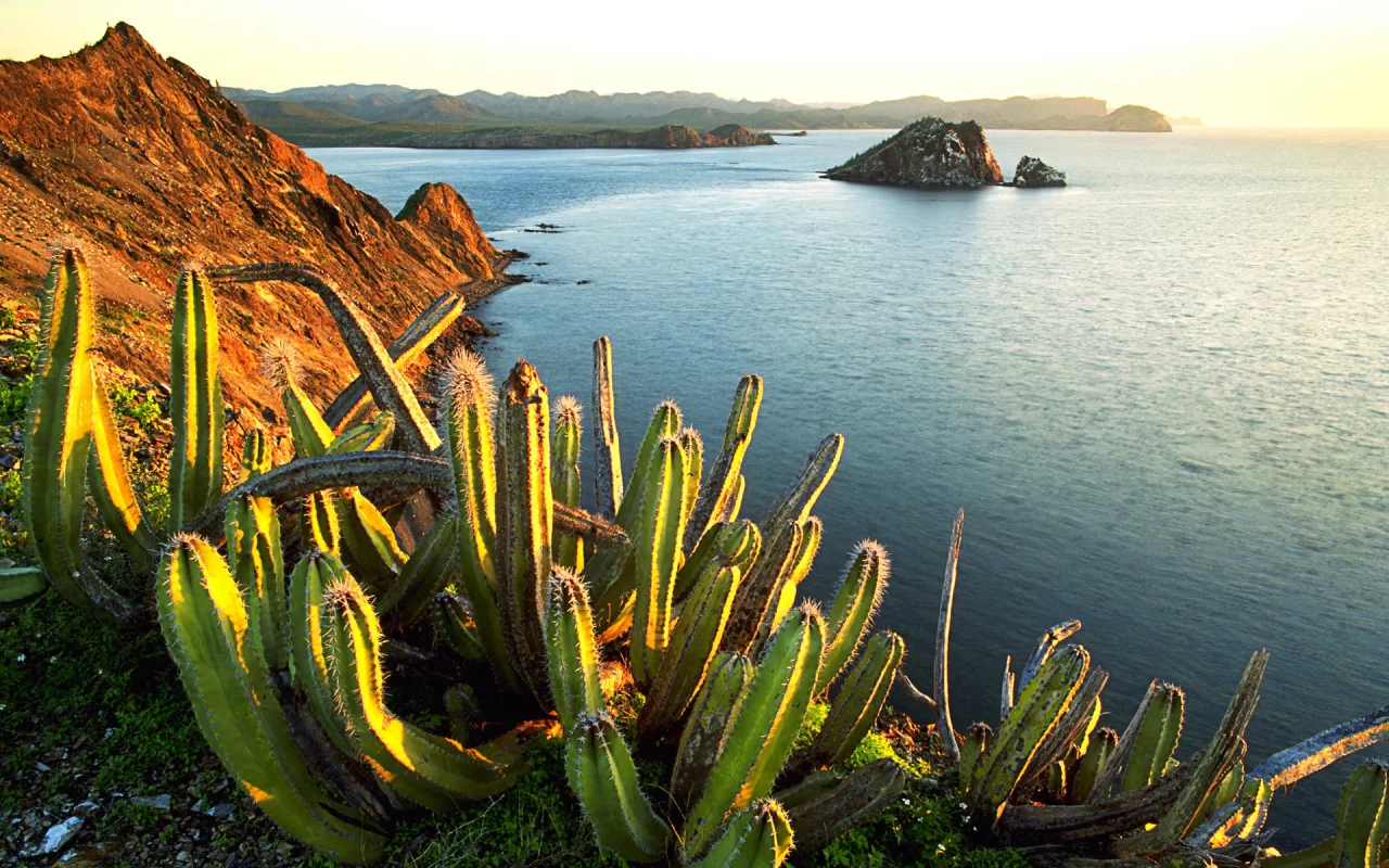 senita cacti, growing, on isla dati