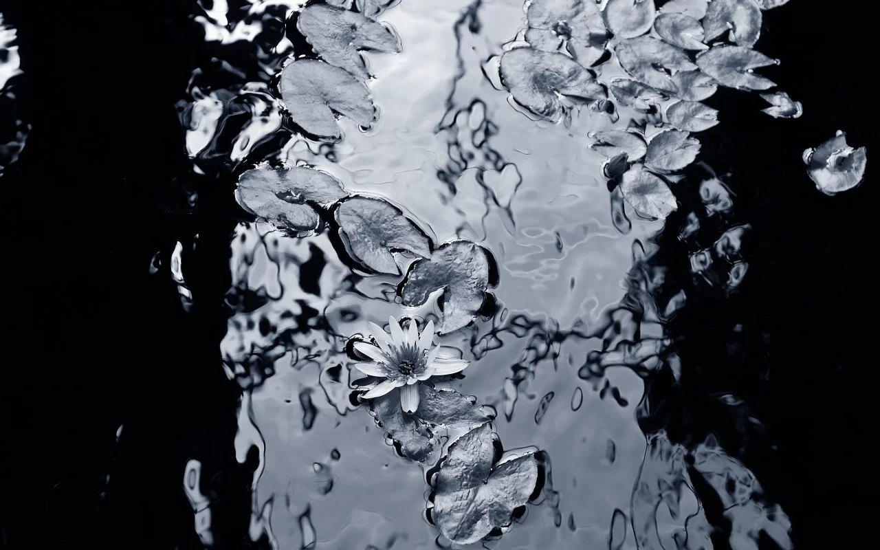 вода, фон, чёрнобелый, лилии, листья