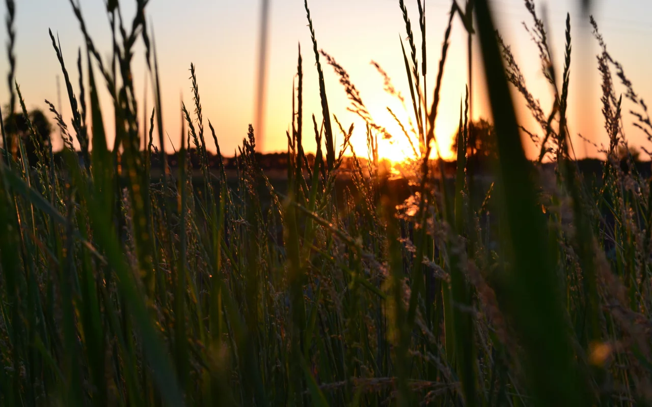 ярко по летнему, закат, трава, солнце