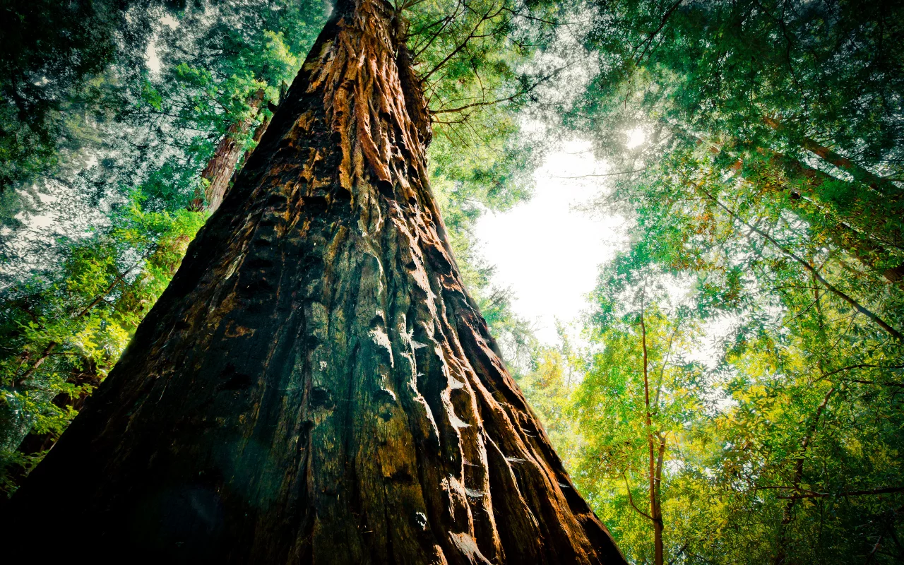 nature, листья, 2560x1600, sky, greenery, небо, природа, зелень, leaves, tree, дерево