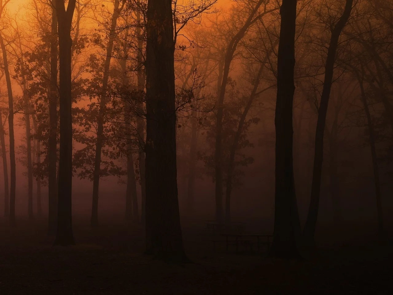 tree, park, темно туман, wood, лес, парк, скамейки, деревья, пейзаж, fog, природа