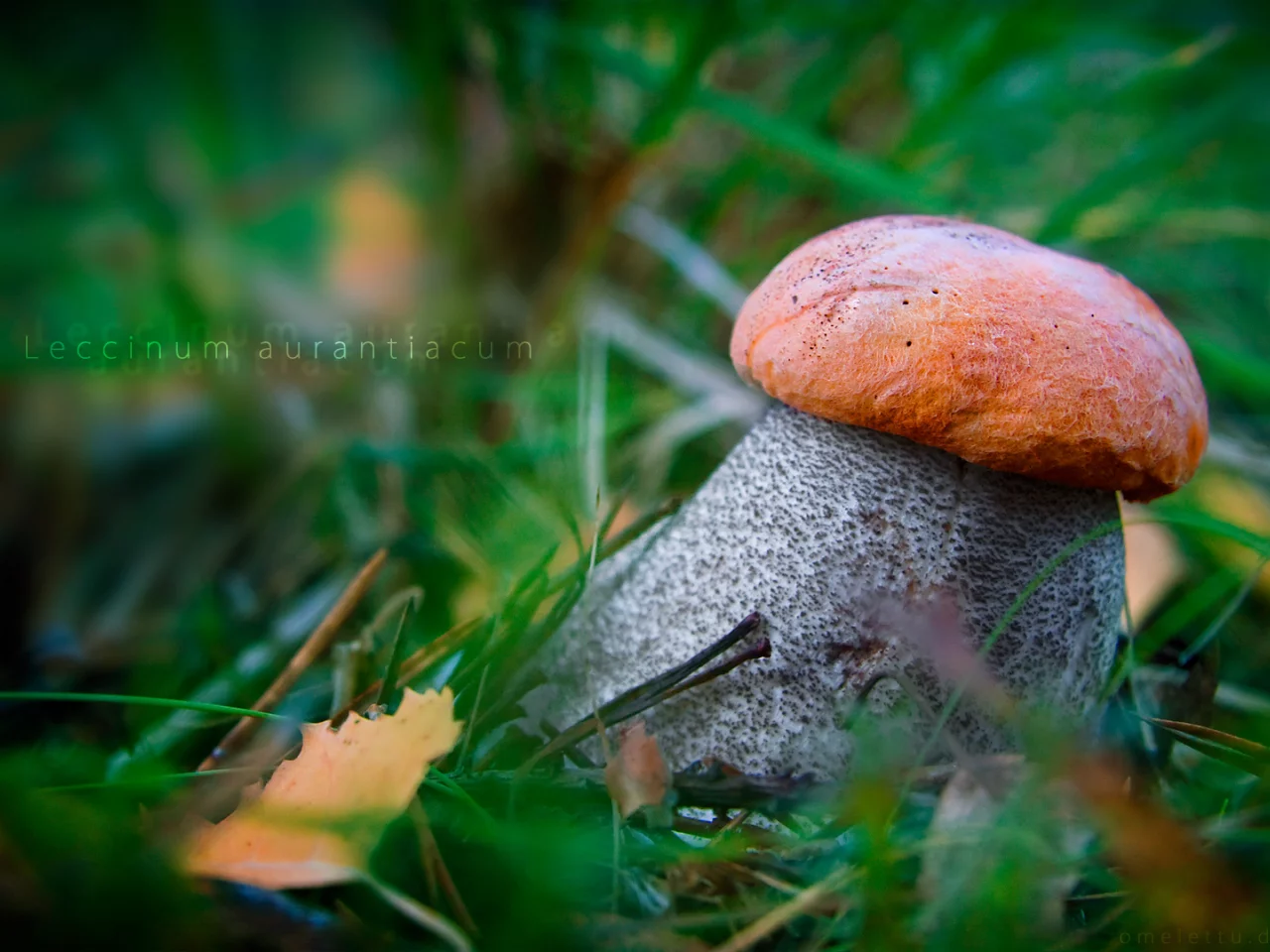 подосиновик красный, leccinum aurantiacum, гриб