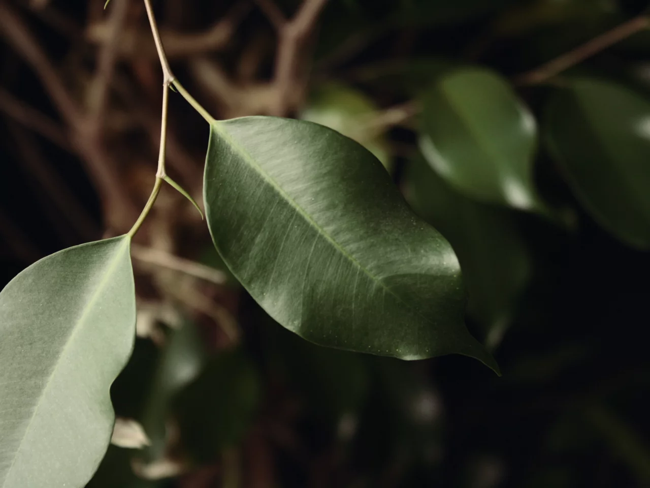 растения, leaves, листья, зеленые