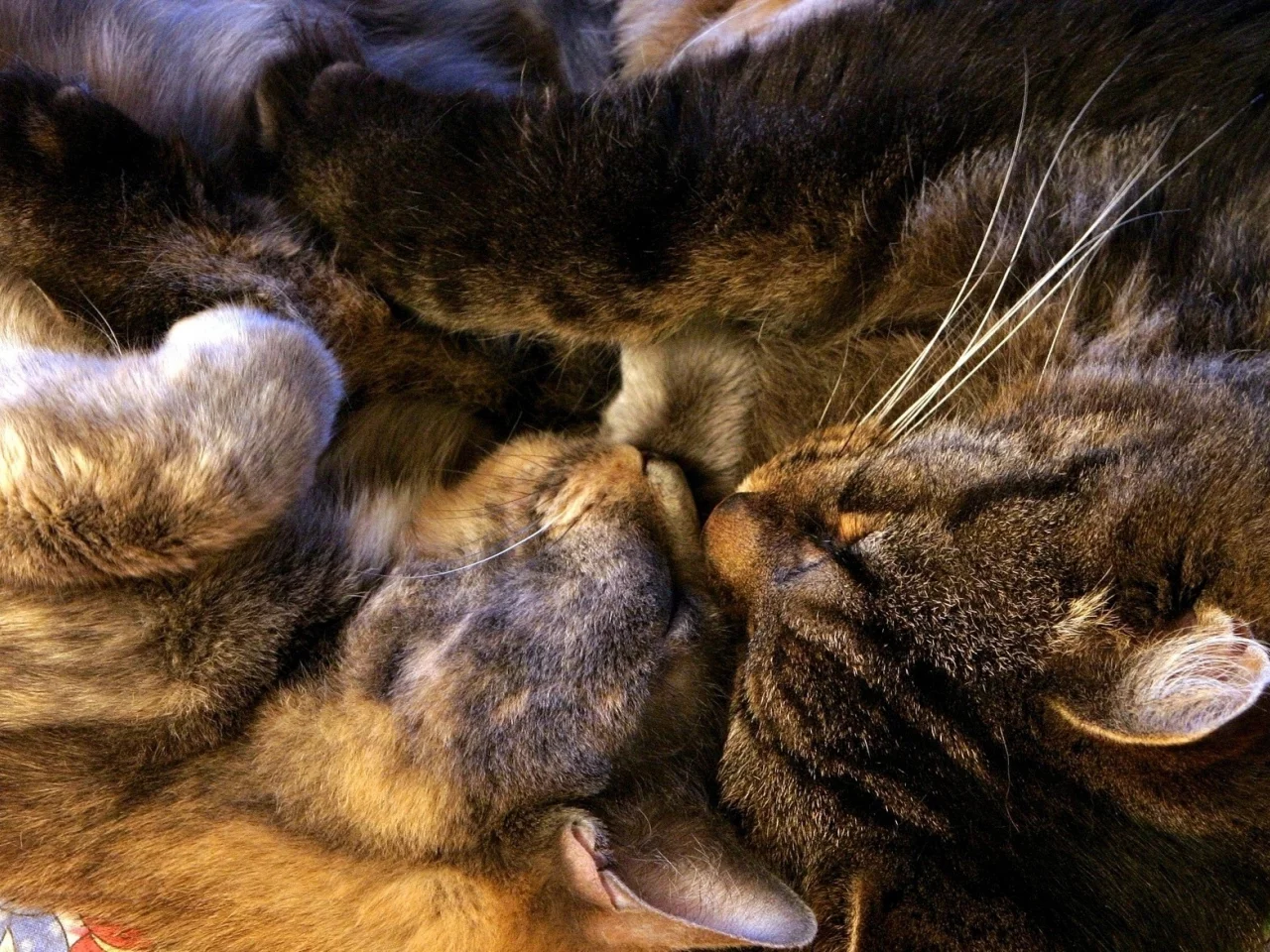 спят, котенок, кошка, сон, кот