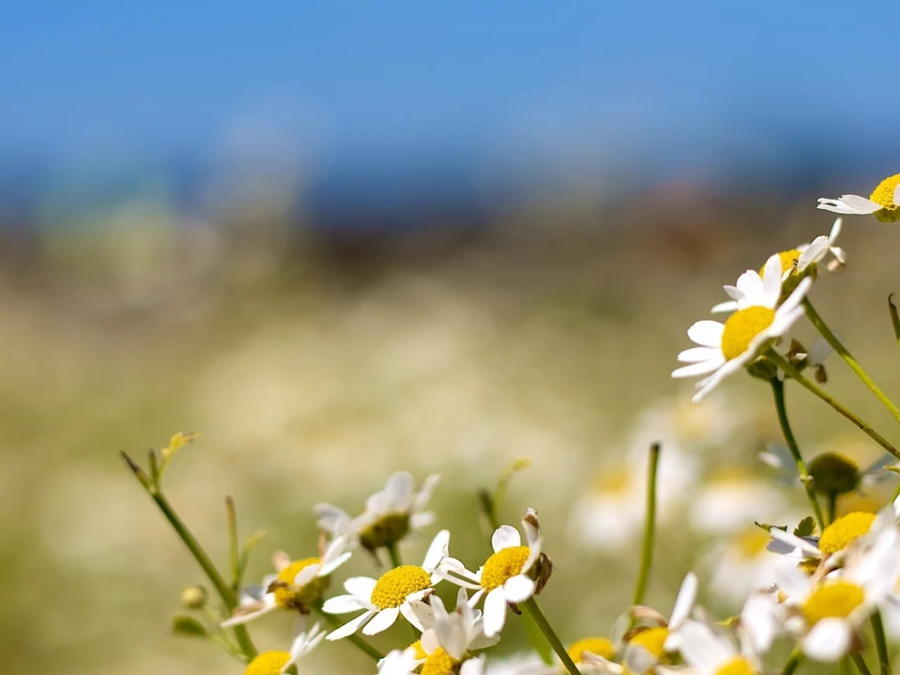 bokeh, природа, flowers, ромашки, nature, боке, 1920x1080, цветы, camomiles, light, свет