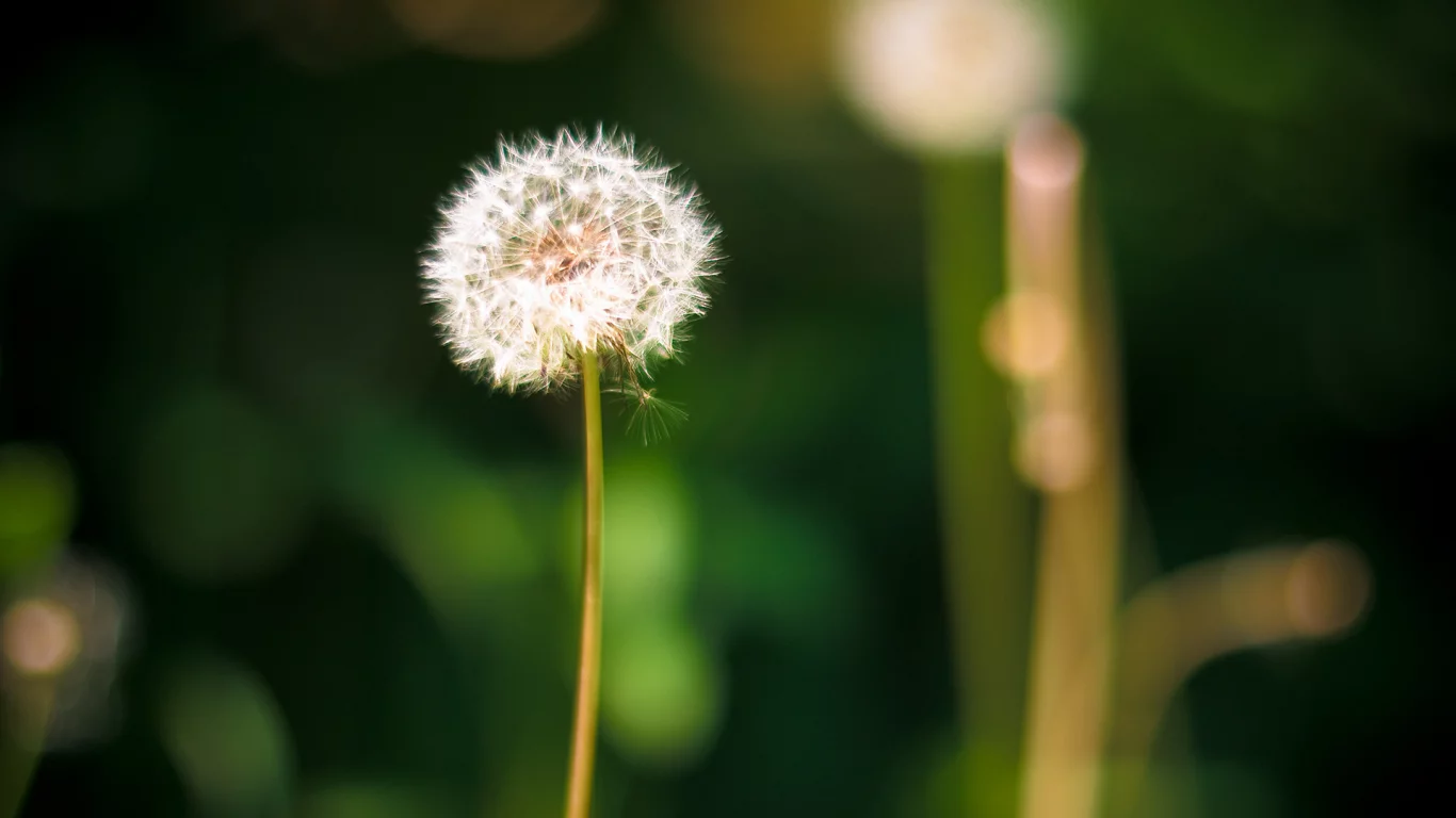 одуванчик, природа, dandelion