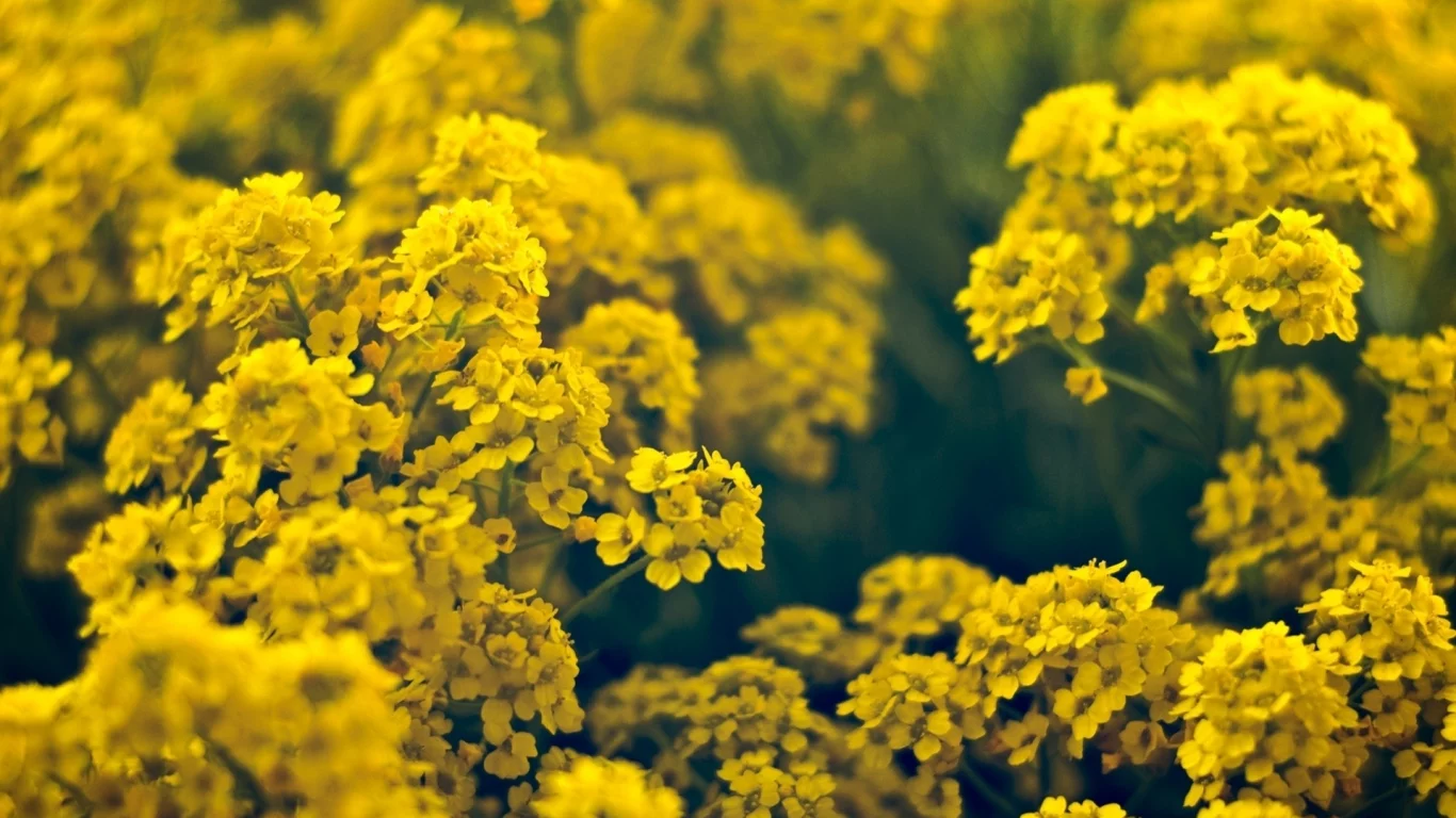 лето, тебли, цветы, flowers, макро, macro, цветки