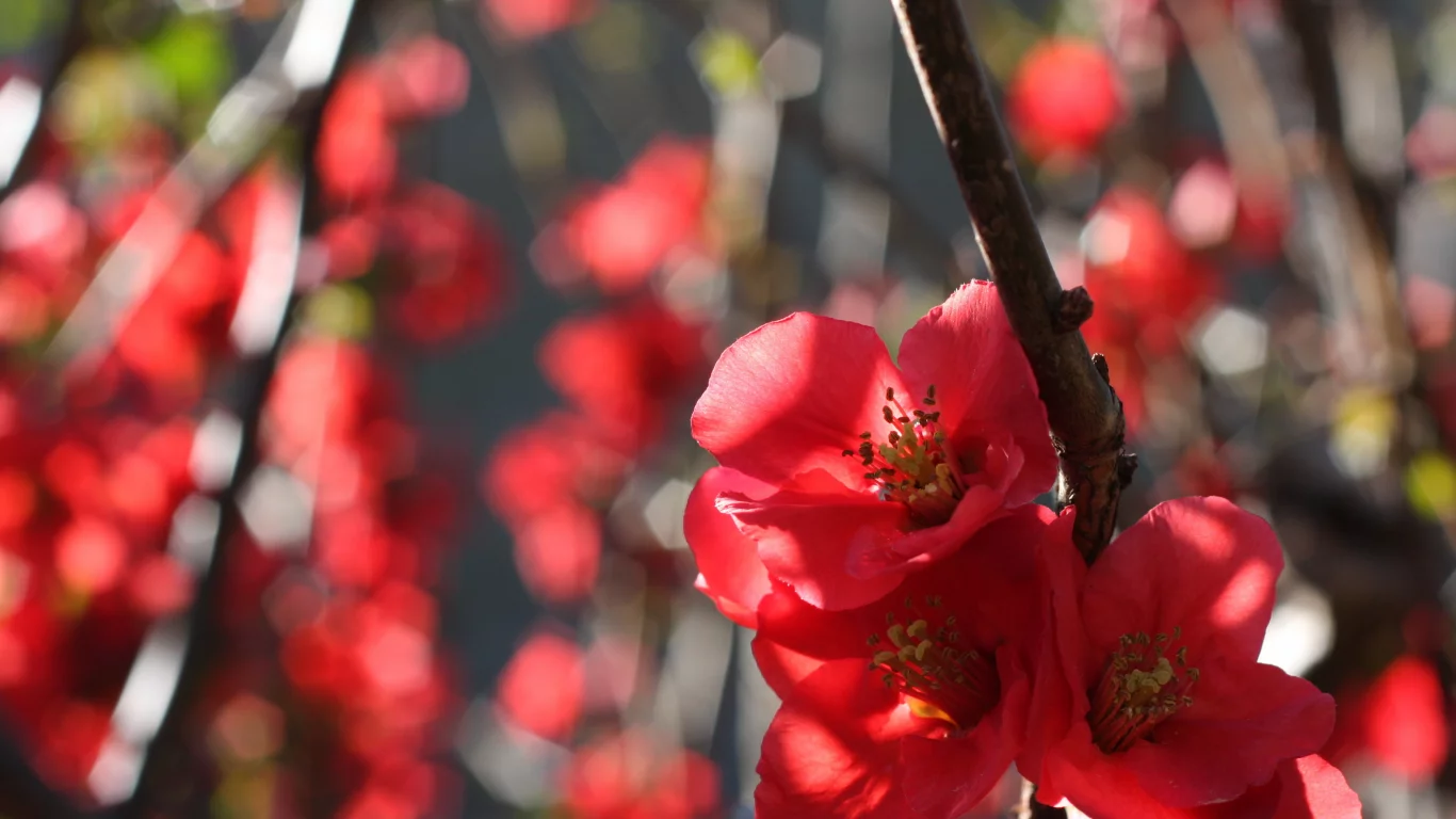 айва, цветение, ветка, quince, природа, цветы, бутоны
