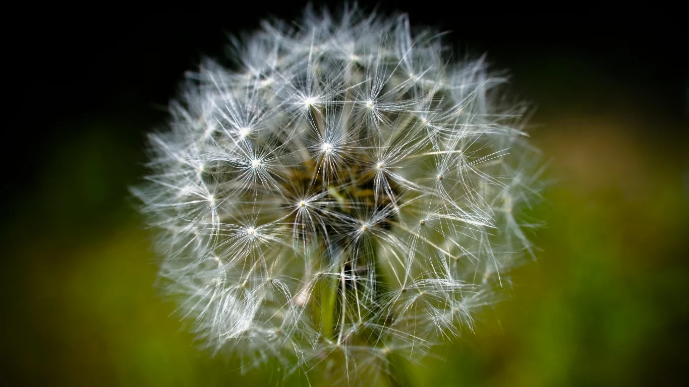 одуванчик, супер макро, dandelion
