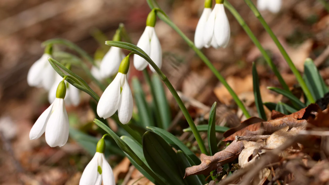 crocus vernus, крокусы, spring flowers, белые