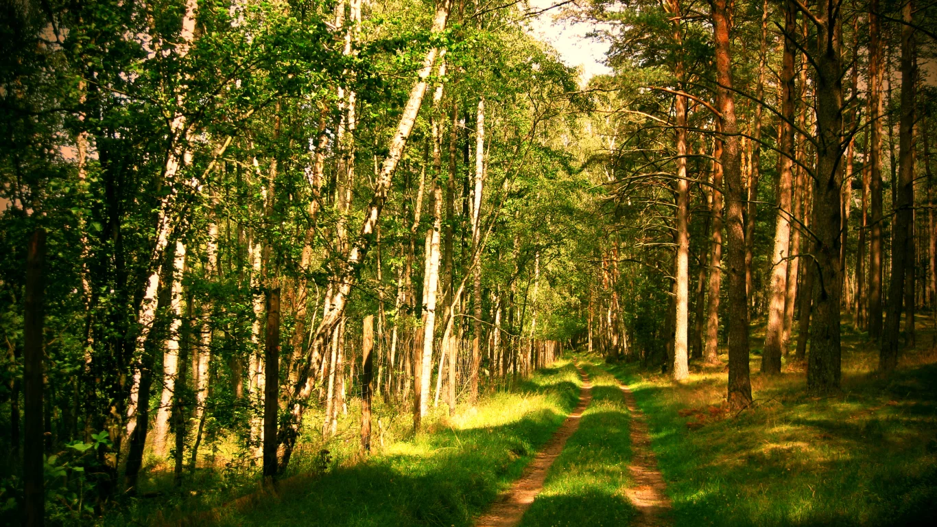 дорога, лето, природа, лес