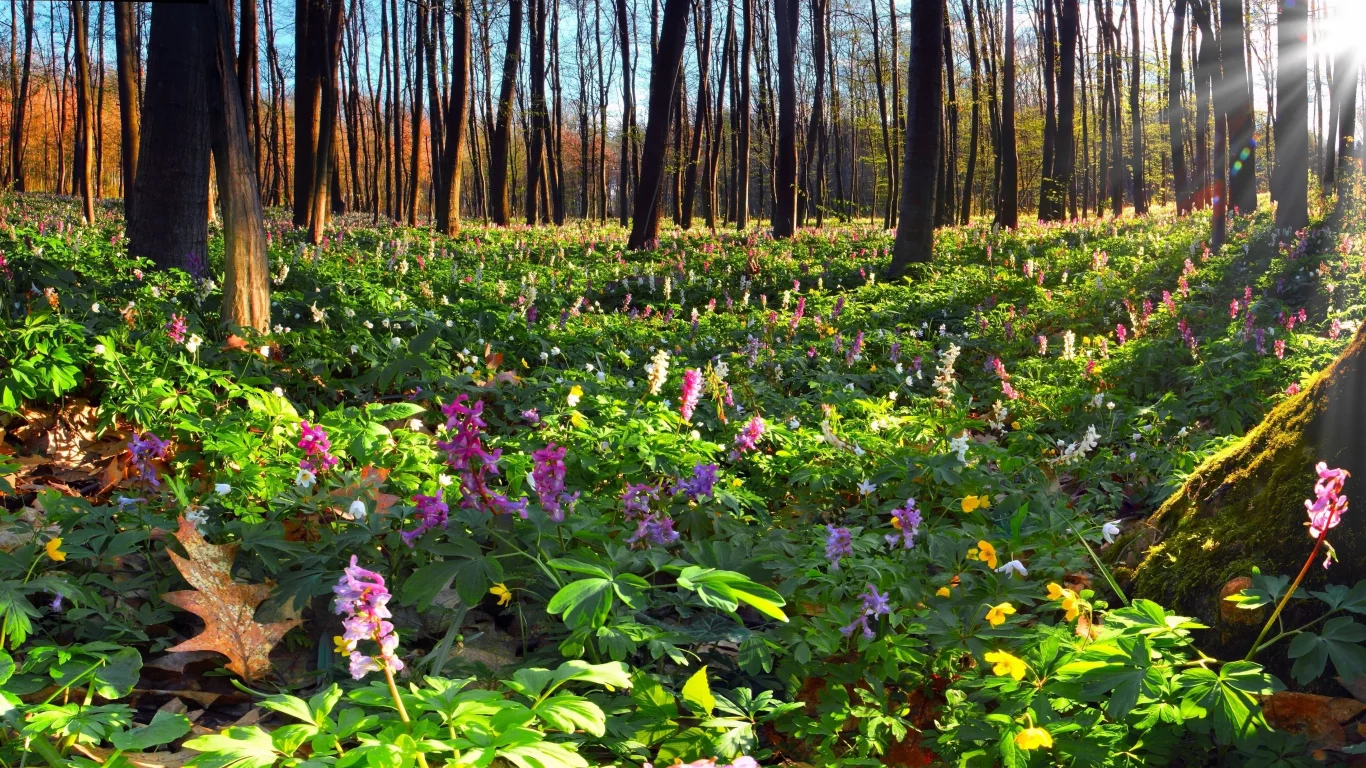 вескна, мох, лес, цветы, солнце, яркон, высокие, природа, sunshine wood, деревья