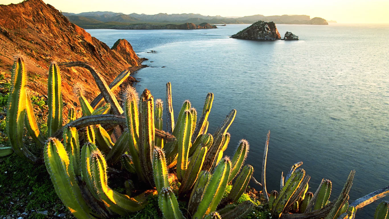 senita cacti, growing, on isla dati
