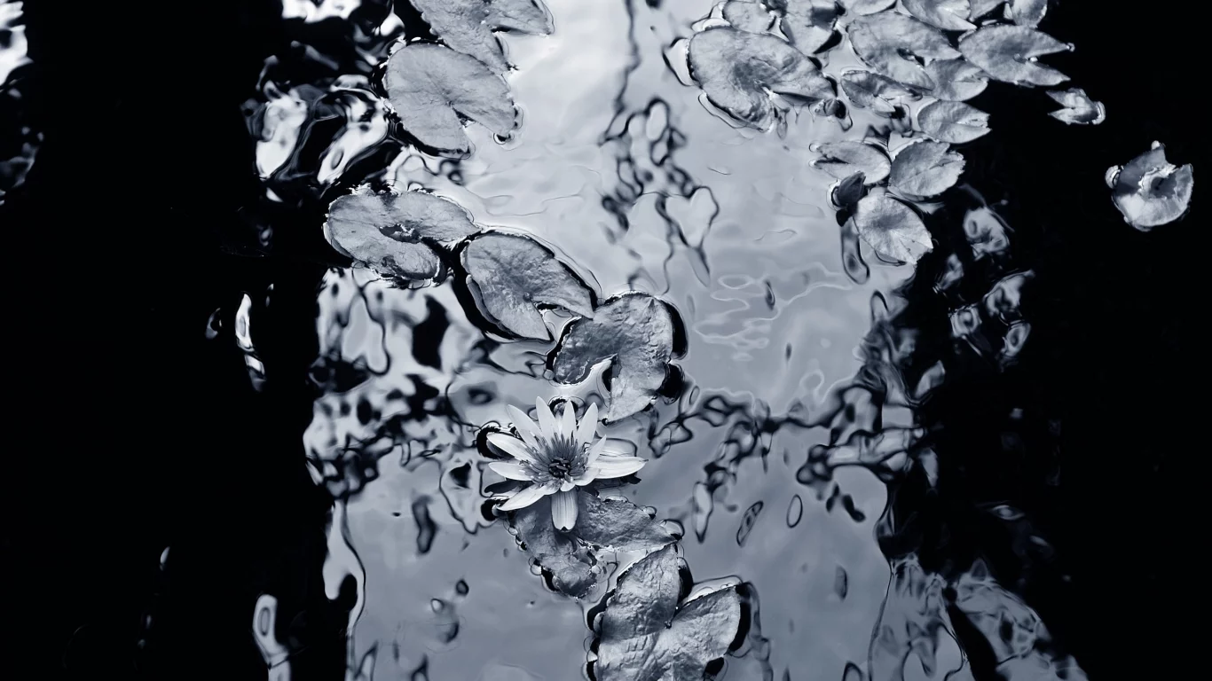 вода, фон, чёрнобелый, лилии, листья