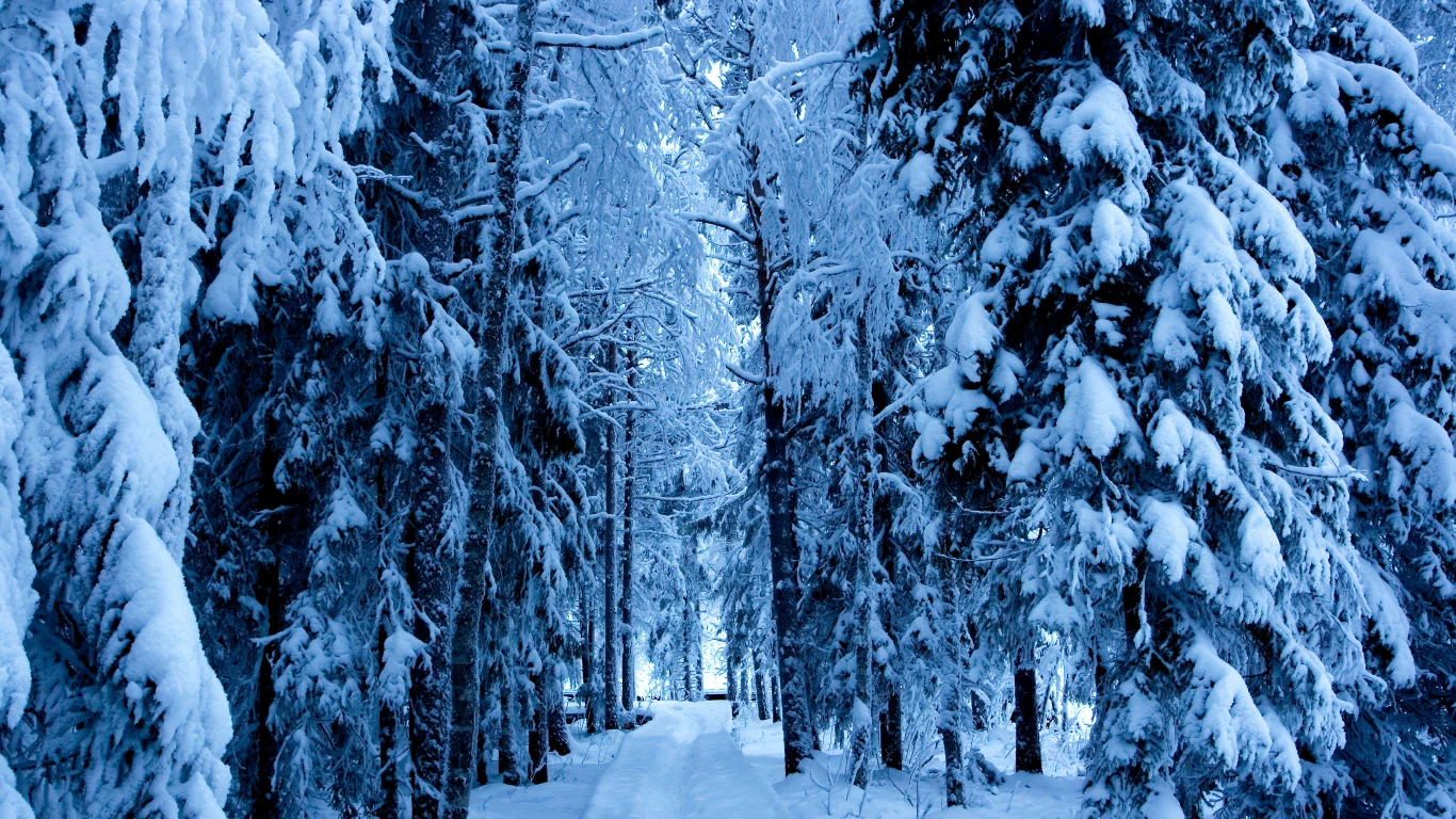 природа, снег, дорога, зима, лес