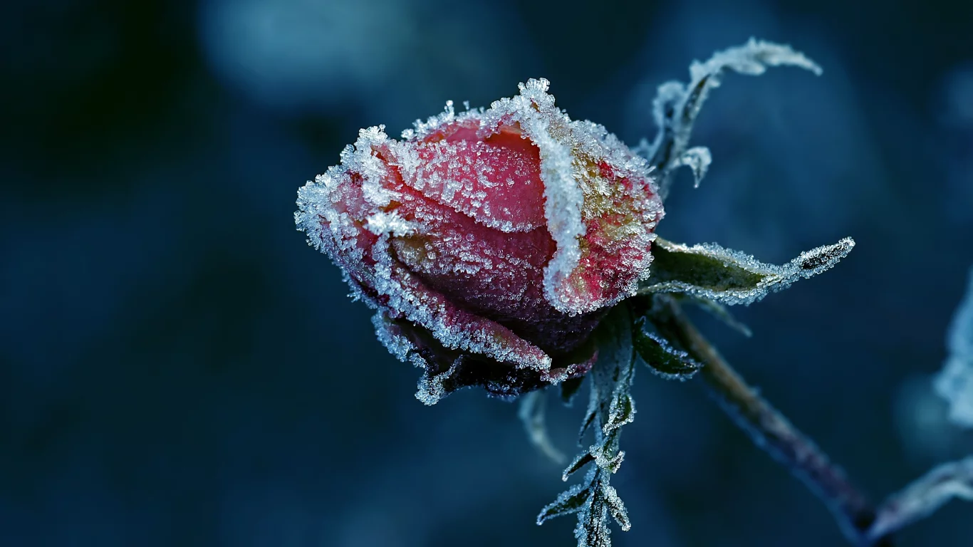 бутон, so cold, иней, роза, littl3fairy
