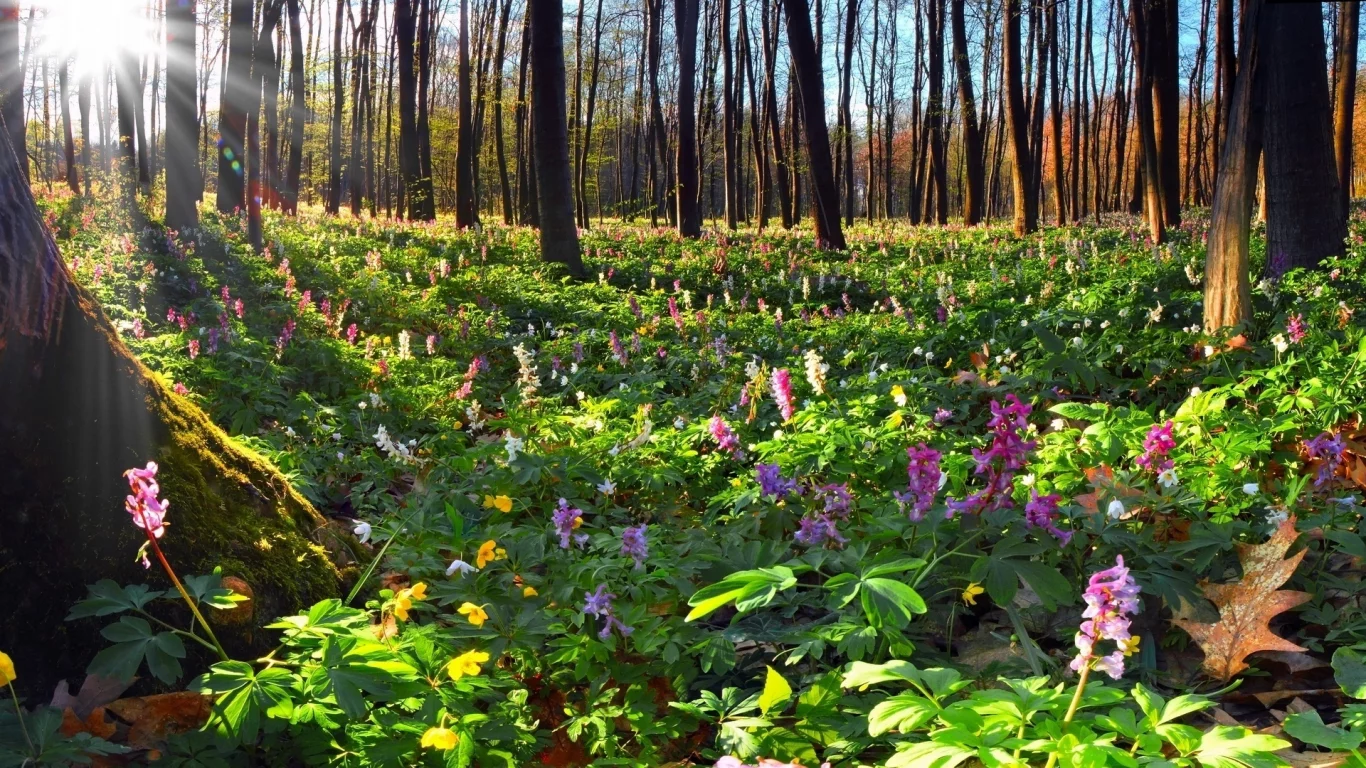 цветы, деревья, пейзаж, лес, природа