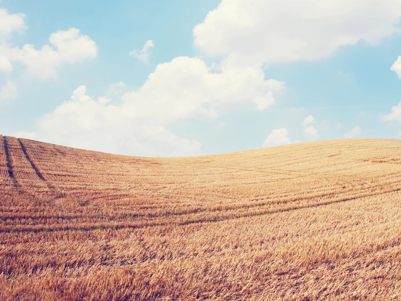 пейзаж, колосья, небо, spikes, природа, sky, nature, поле, облака, clouds, landscape, wheat, field, 2560x1600, пшеница