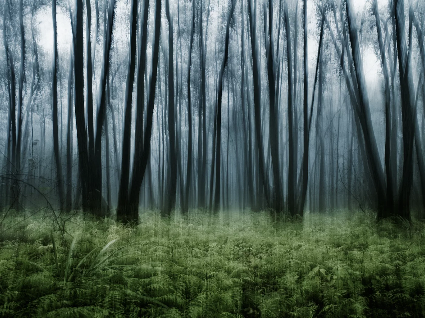 эффект, nature, лес, папоротник, заросли, природа, деревья