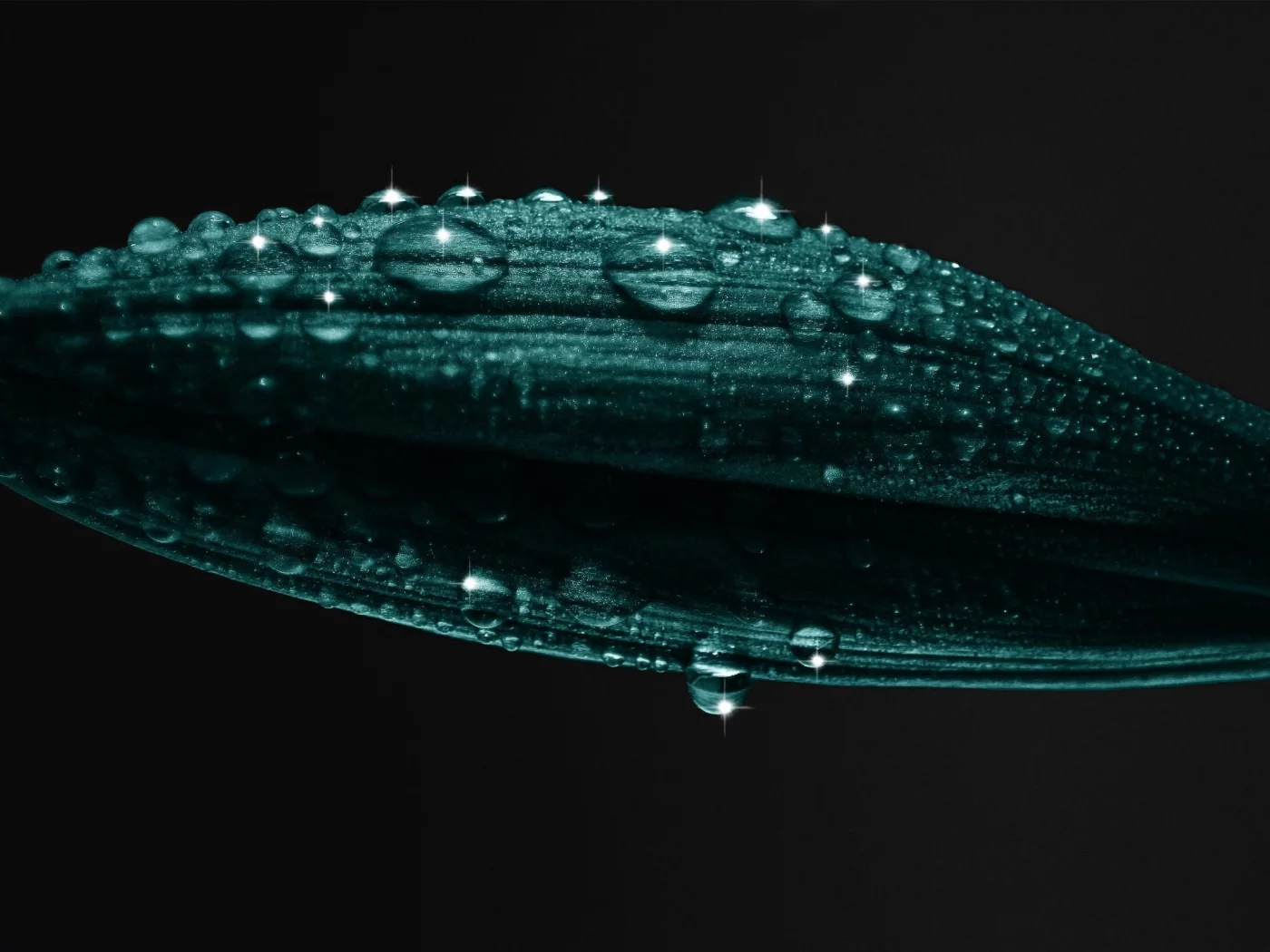 растение, 2560x1600, лепестки, petals, капли, plant, water drops, macro, вода, макро