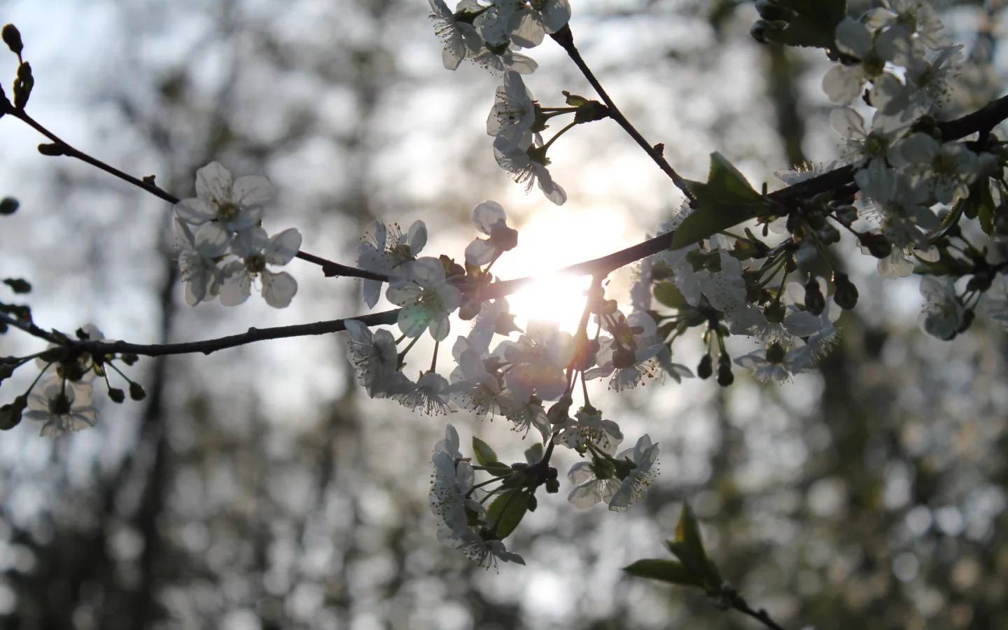 вишня, цветение, листья, spring, весна, природа, цветы, ветви