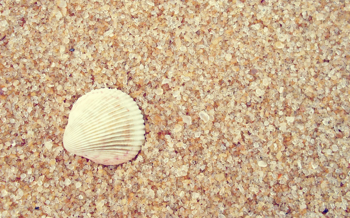 2560x1600, ракушка, sand, shell, macro, макро, песок