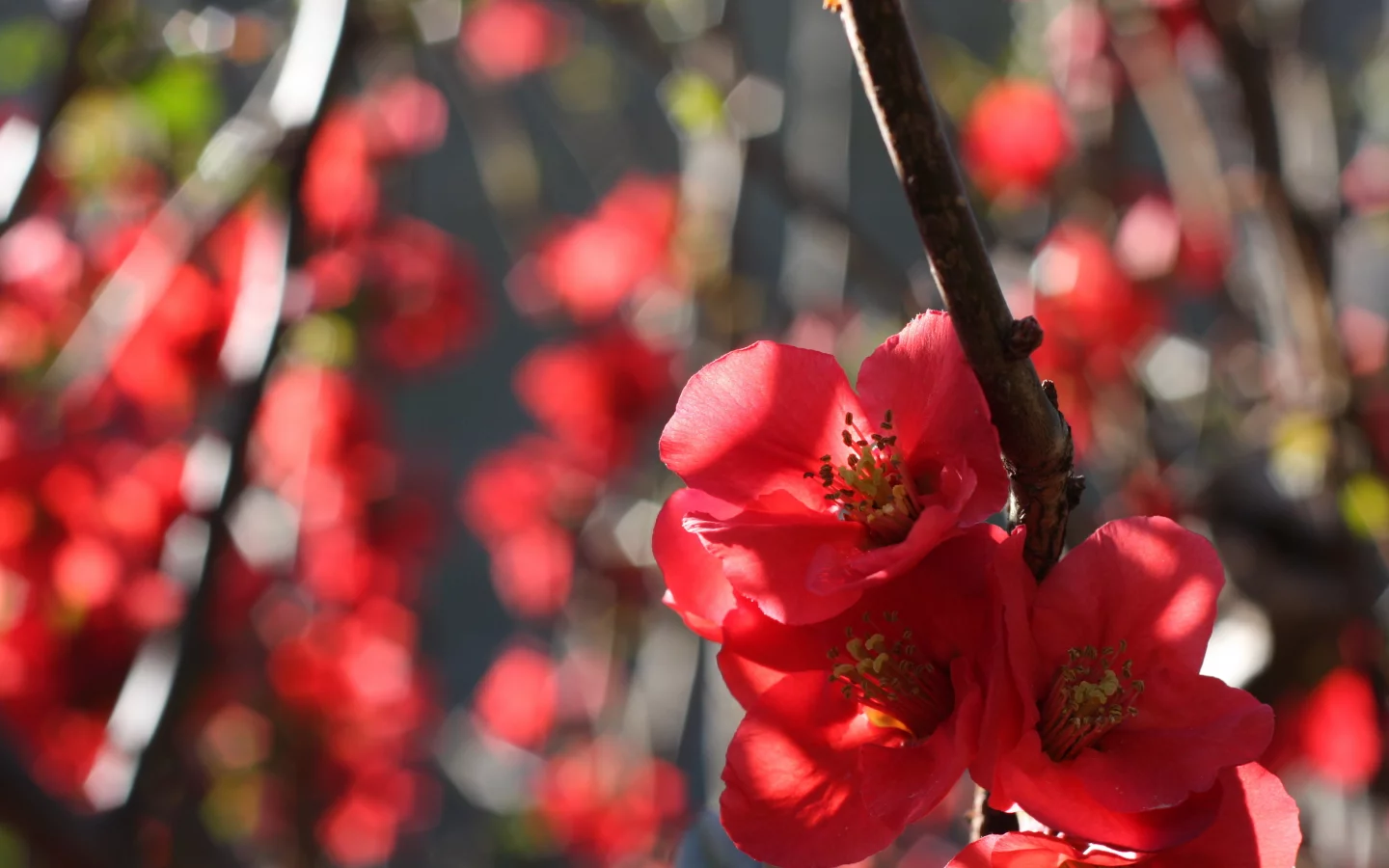 айва, цветение, ветка, quince, природа, цветы, бутоны