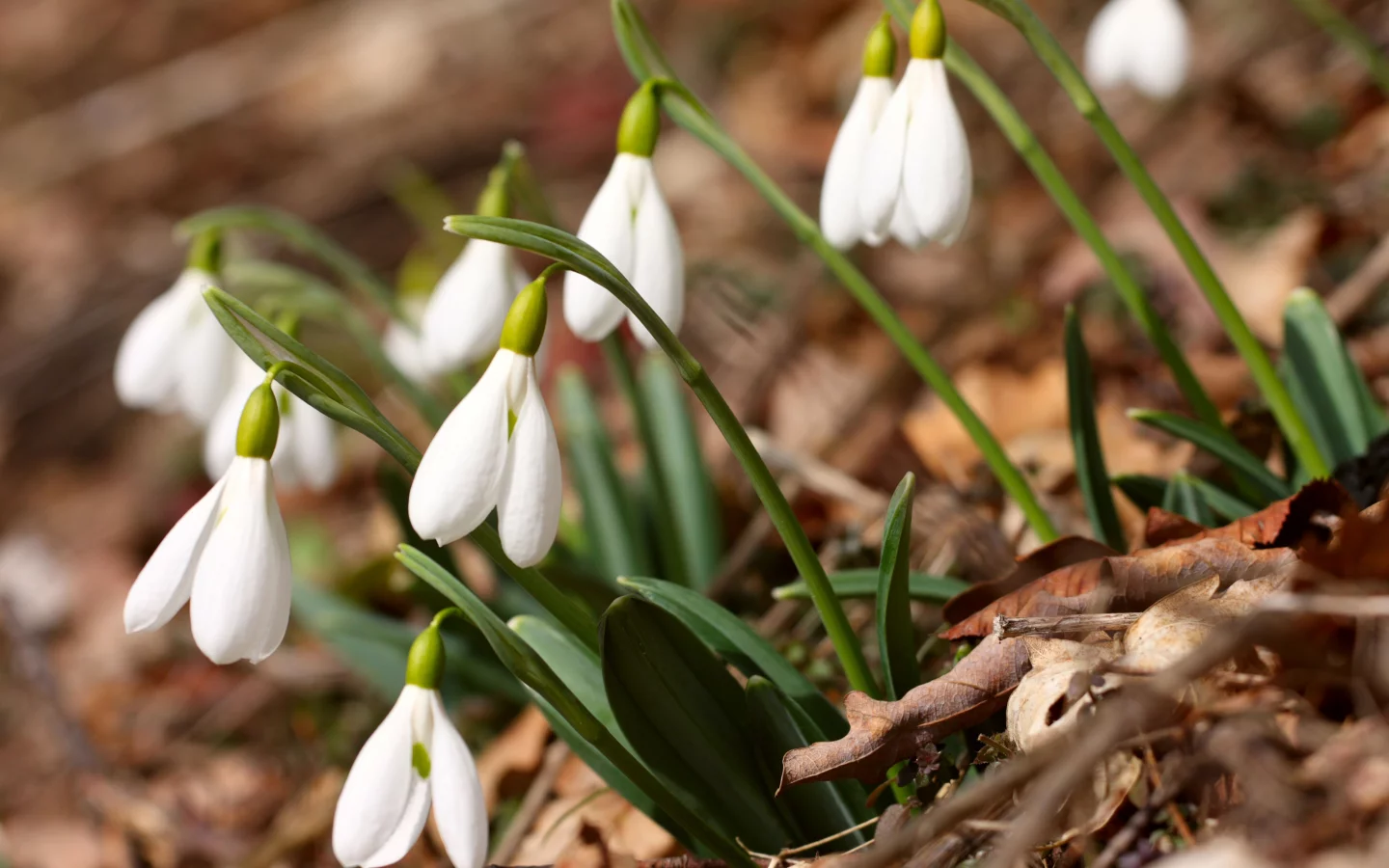 crocus vernus, крокусы, spring flowers, белые
