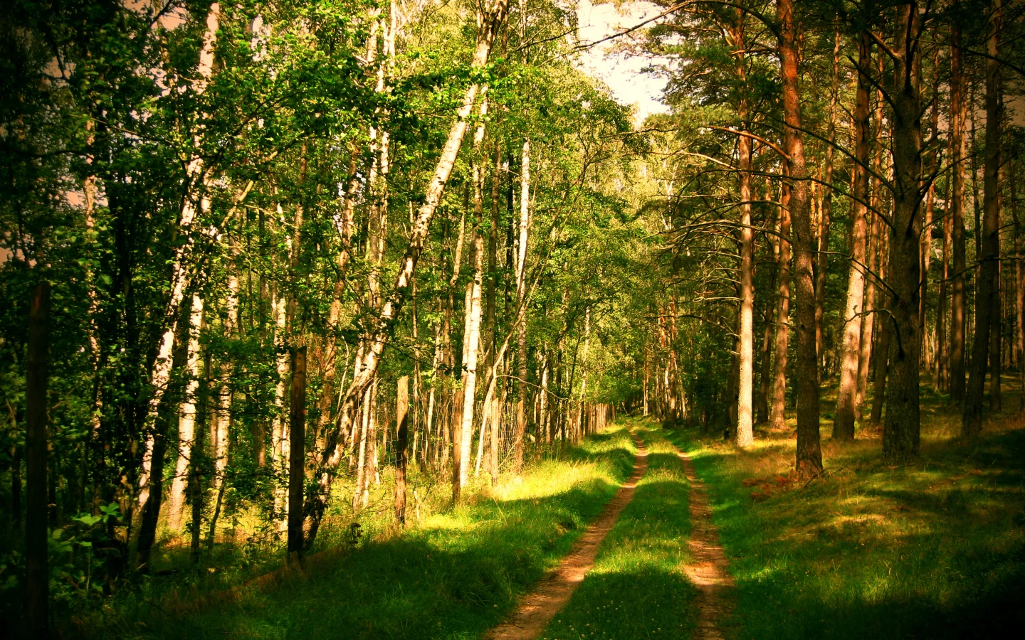 дорога, лето, природа, лес