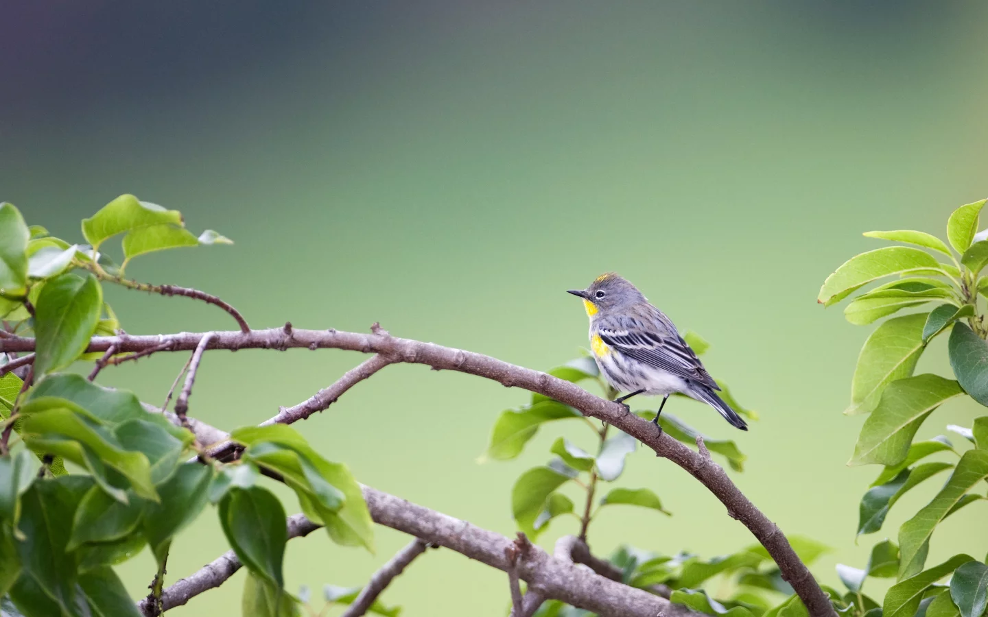 птица, листва, yellow-rumped warbler (dendroica coronata), ветка