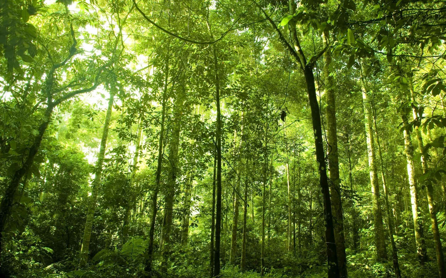 высокие, густой, лес, зелёные, растения, rainforest, деревья
