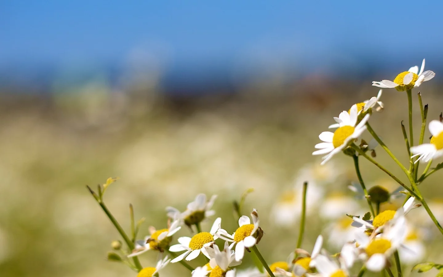 bokeh, природа, flowers, ромашки, nature, боке, 1920x1080, цветы, camomiles, light, свет