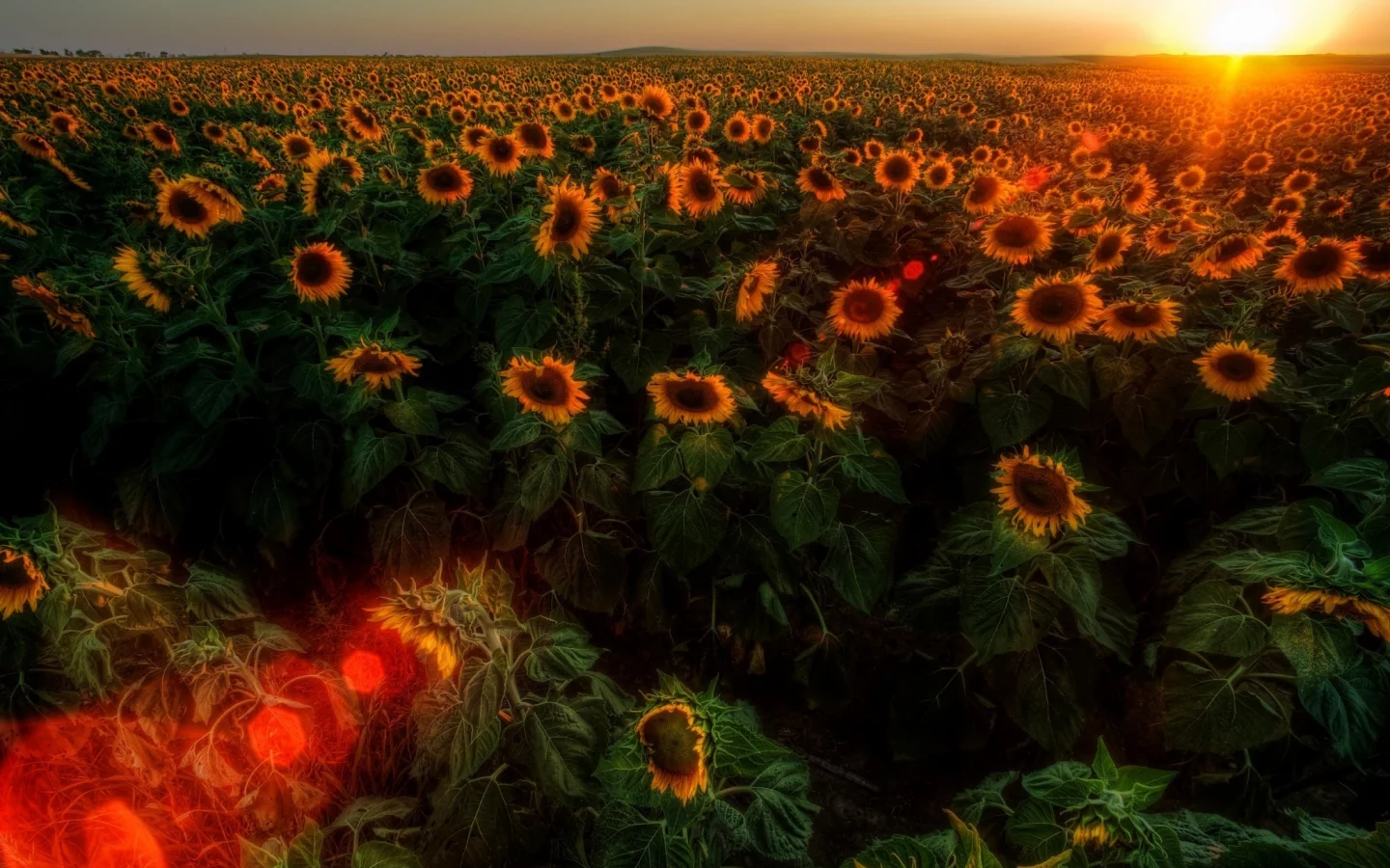 солнце, природа, подсолнухи