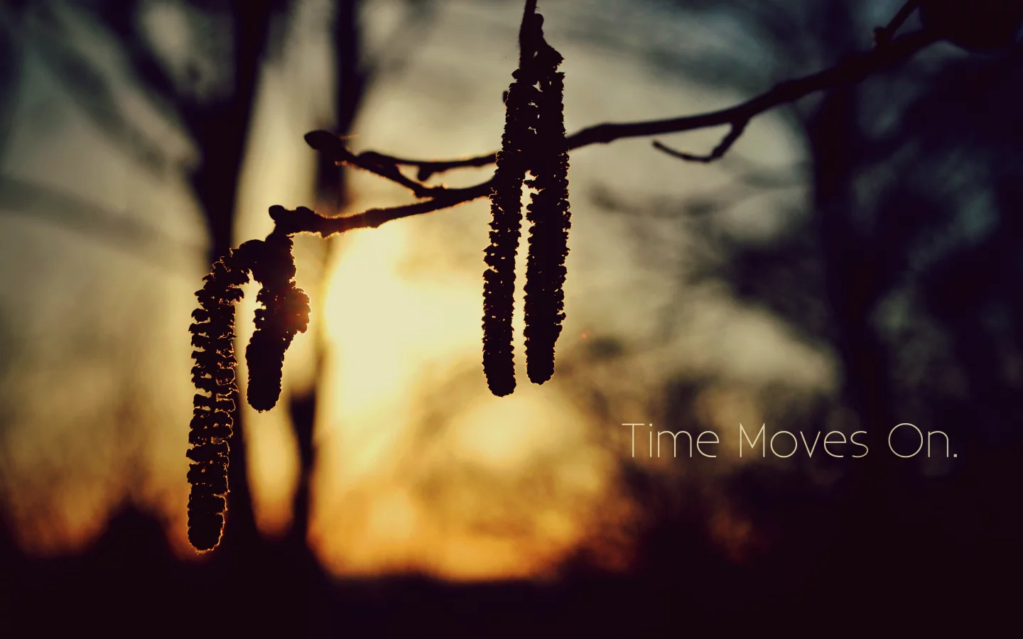 природа, надпись, time moves on, деревья, закат, ветка